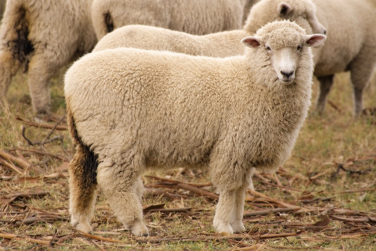 Mouton à la toison claire, photographié au pâturage.