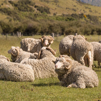 Moutons mérinos au pâturage, toisons claires et cornes recourbées.