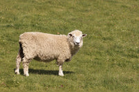Mouton à la toison claire dans une prairie.
